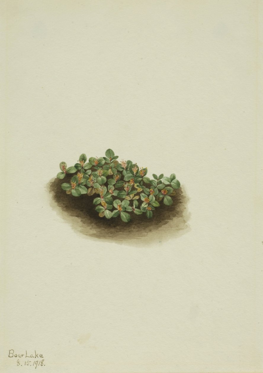  by Mary Vaux Walcott