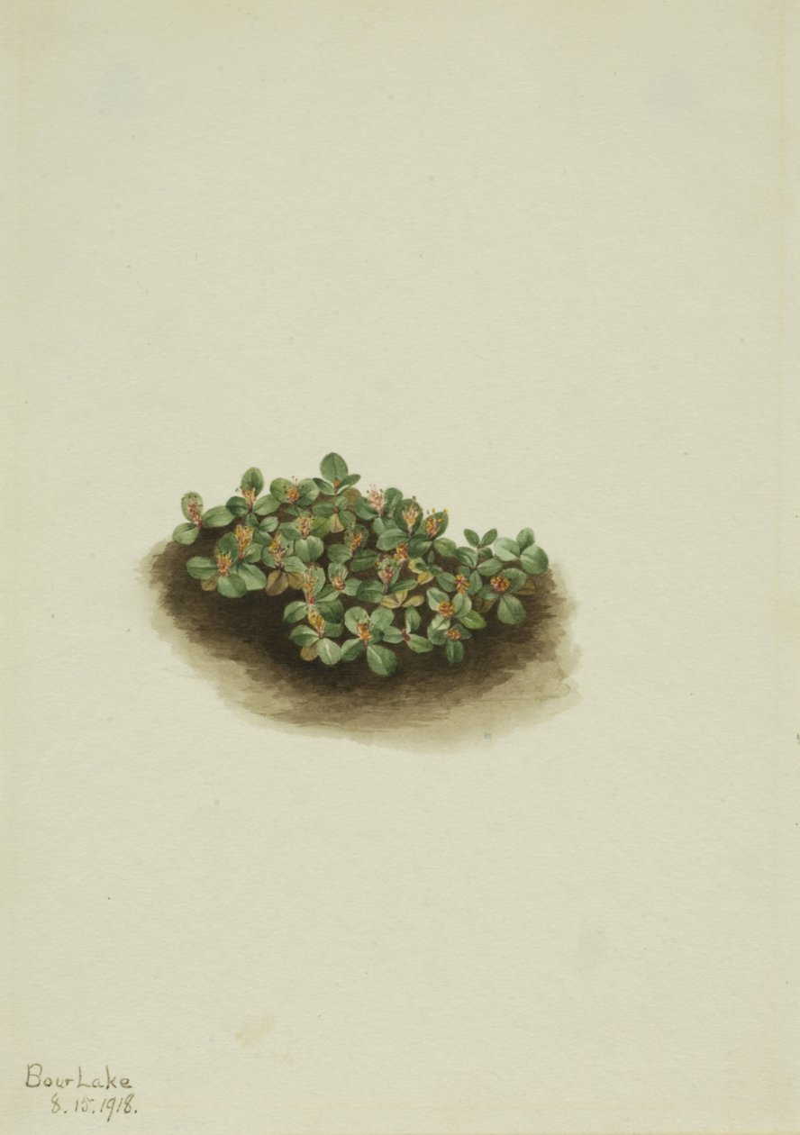 Kar Söğüt Salix nivalis, 1918. by Mary Vaux Walcott