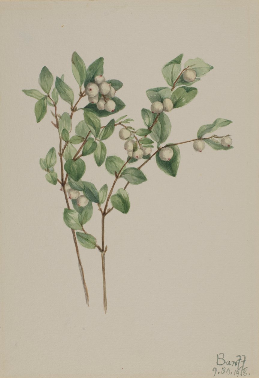  by Mary Vaux Walcott