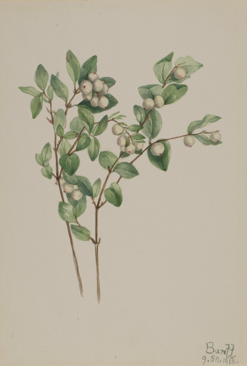 Karberry Symphoricarpos albus, 1918. by Mary Vaux Walcott