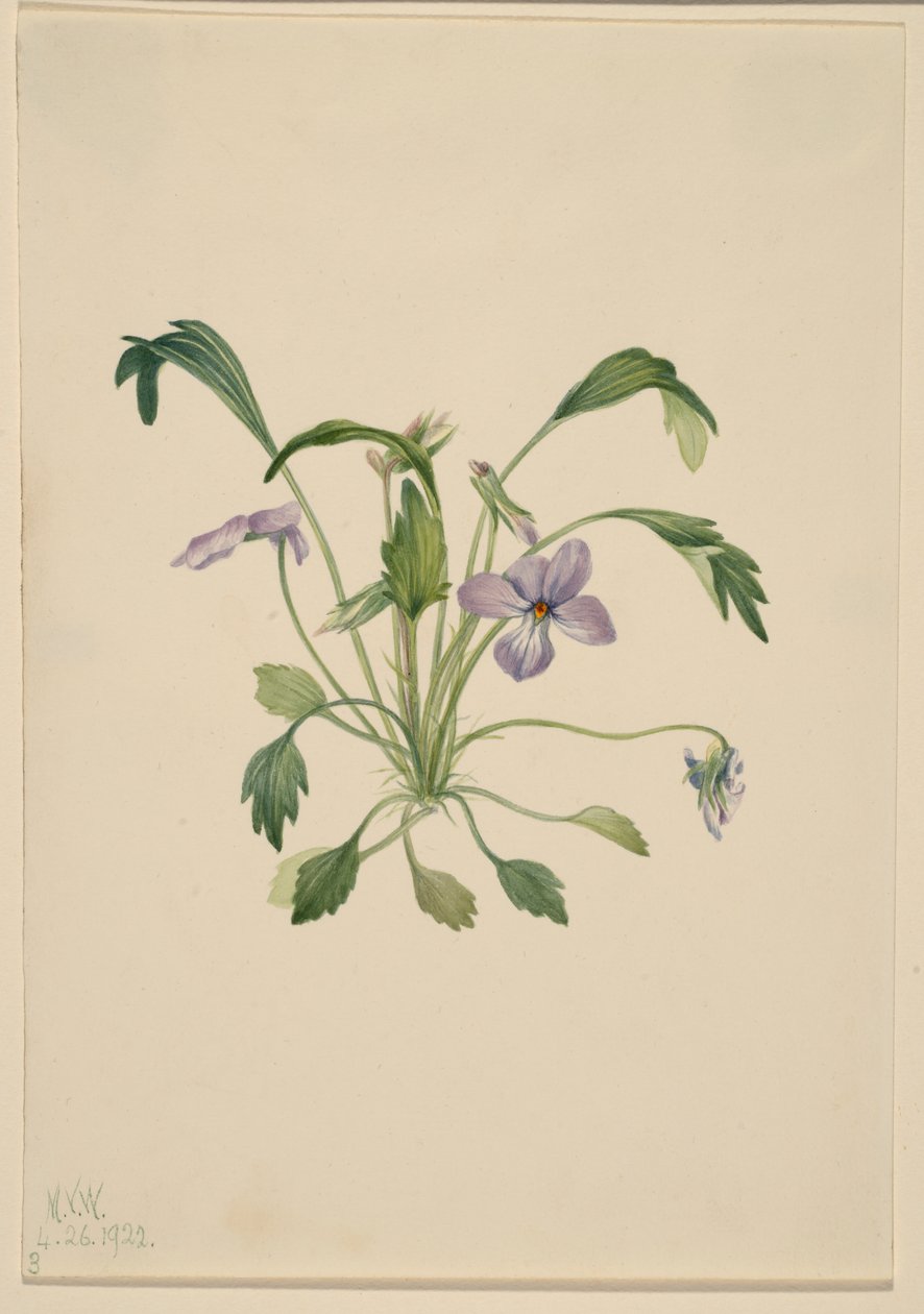  by Mary Vaux Walcott