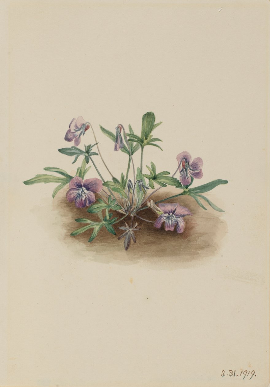  by Mary Vaux Walcott