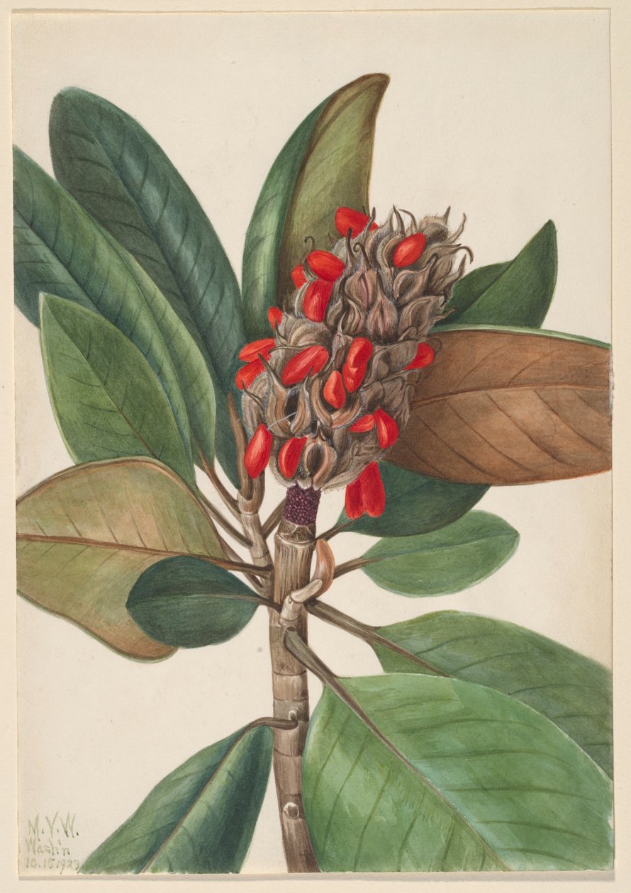  by Mary Vaux Walcott