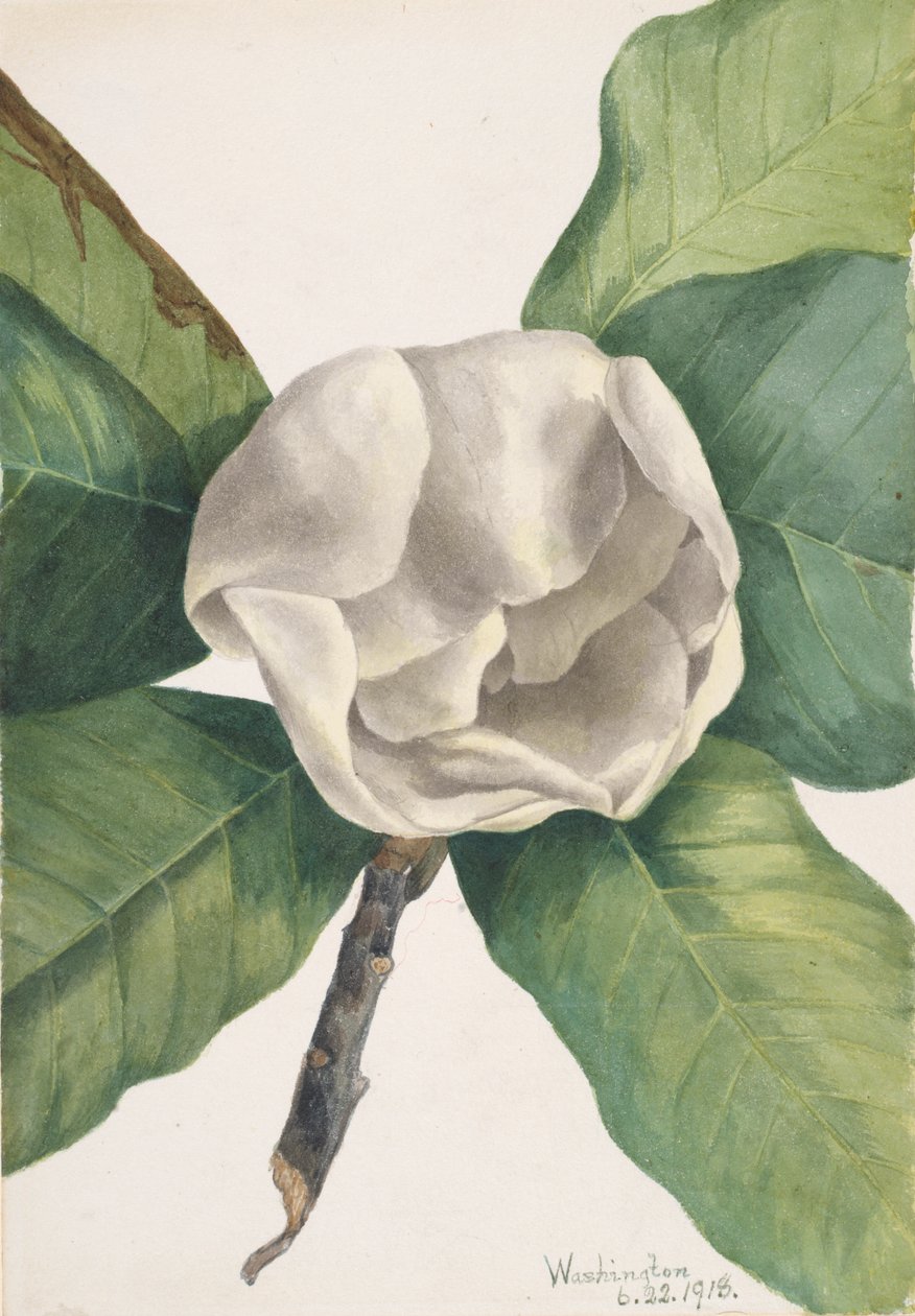 Güney Manolya Manolya grandiflora, 1918. by Mary Vaux Walcott
