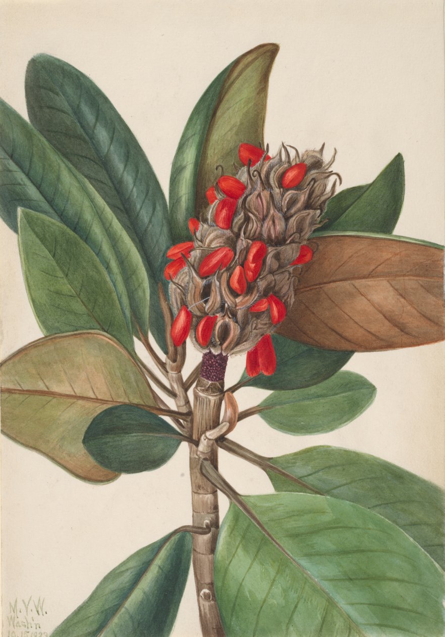 Güney Manolya Manolya grandiflora, 1923. by Mary Vaux Walcott