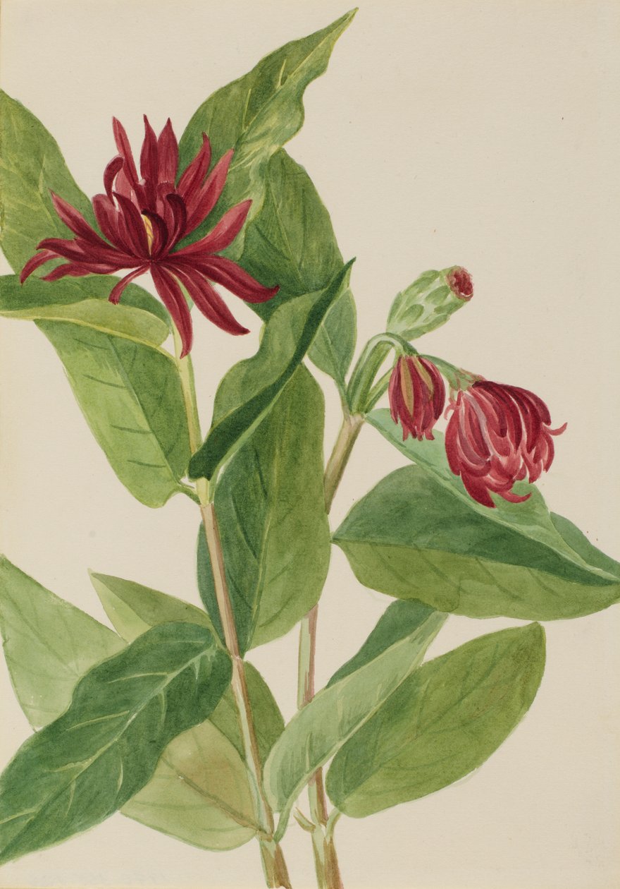  by Mary Vaux Walcott