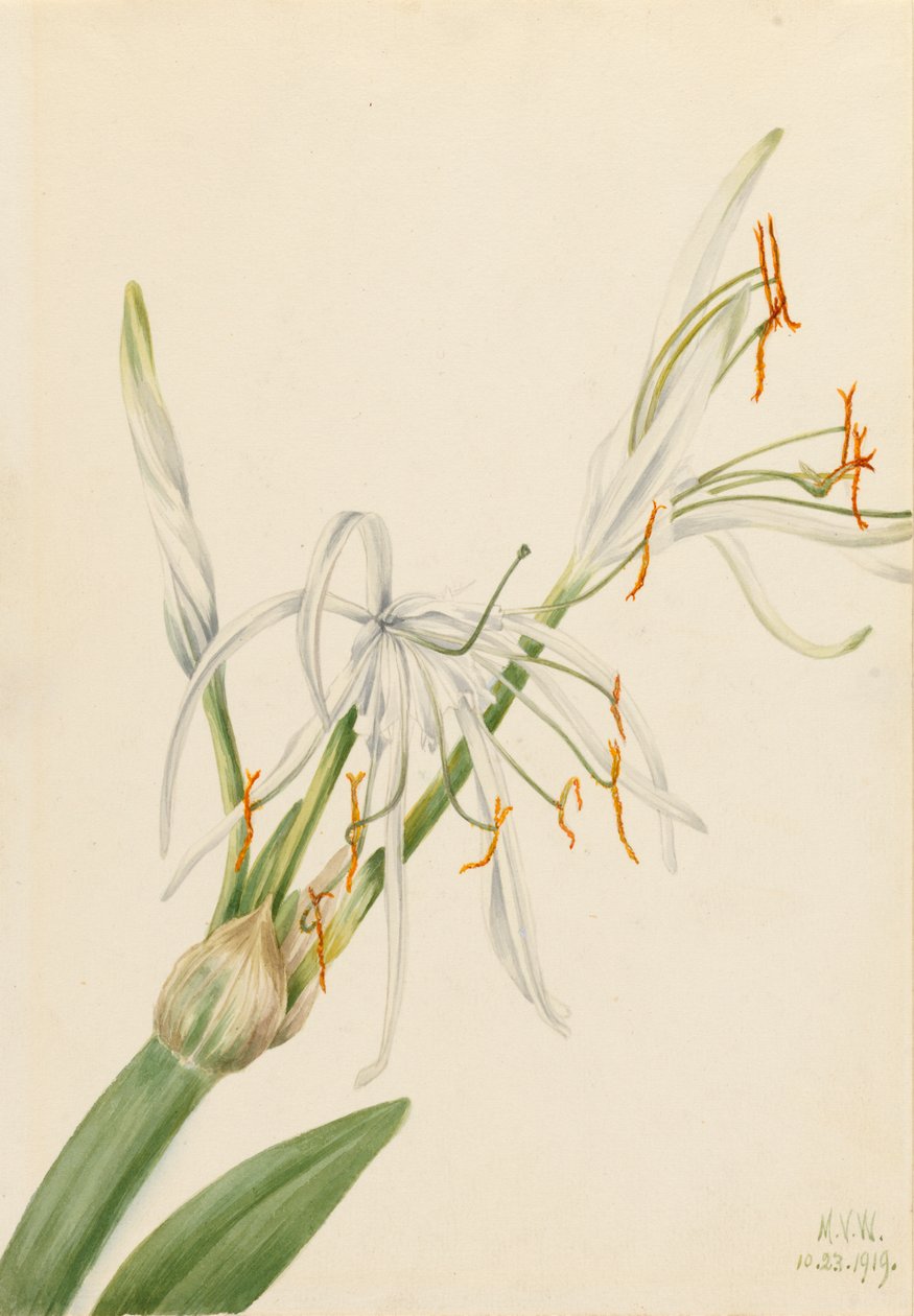 Örümcek Zambak Hymenocallis rotata, 1919. by Mary Vaux Walcott