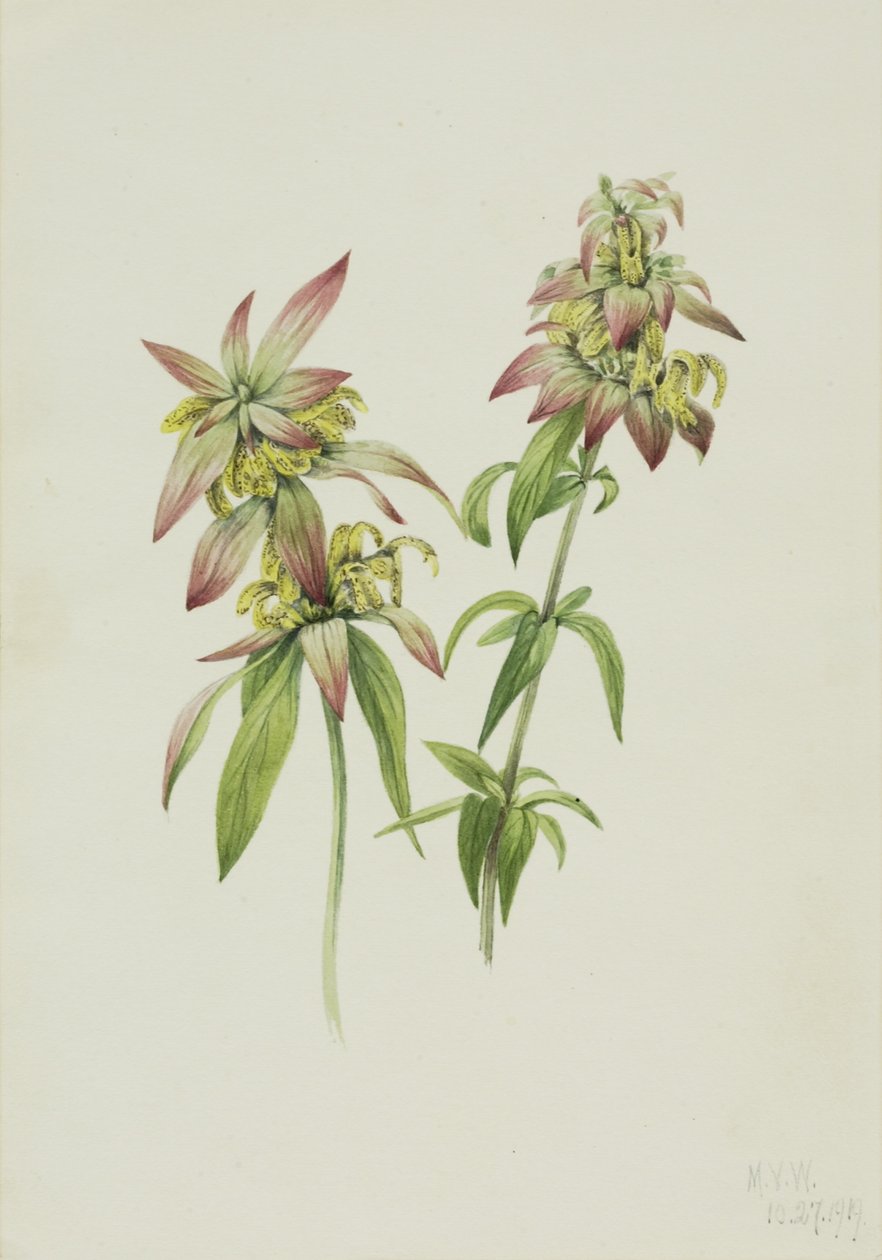  by Mary Vaux Walcott