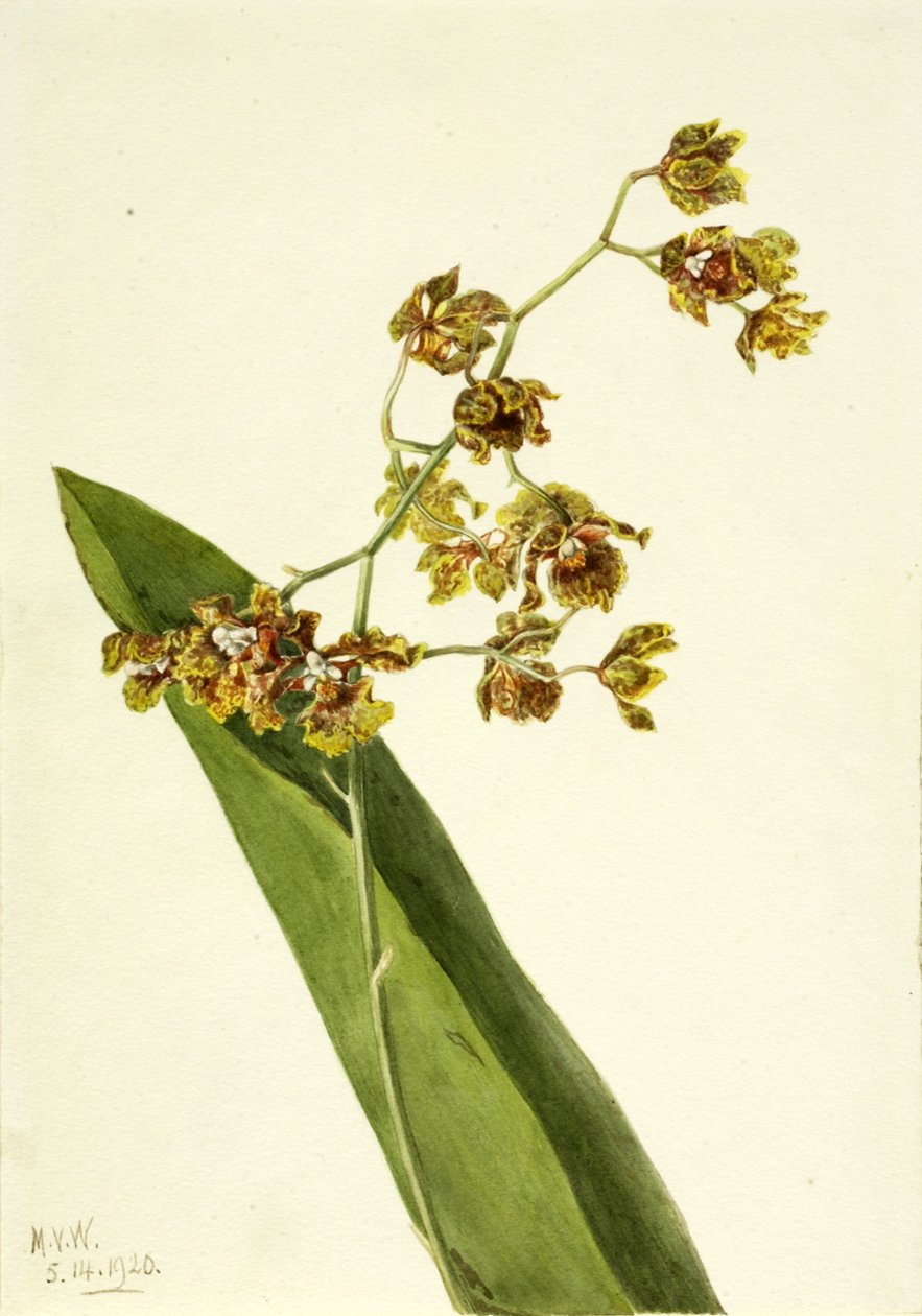 Benekli Cyrtopodium Cyrtopodium punctatum, 1920. by Mary Vaux Walcott