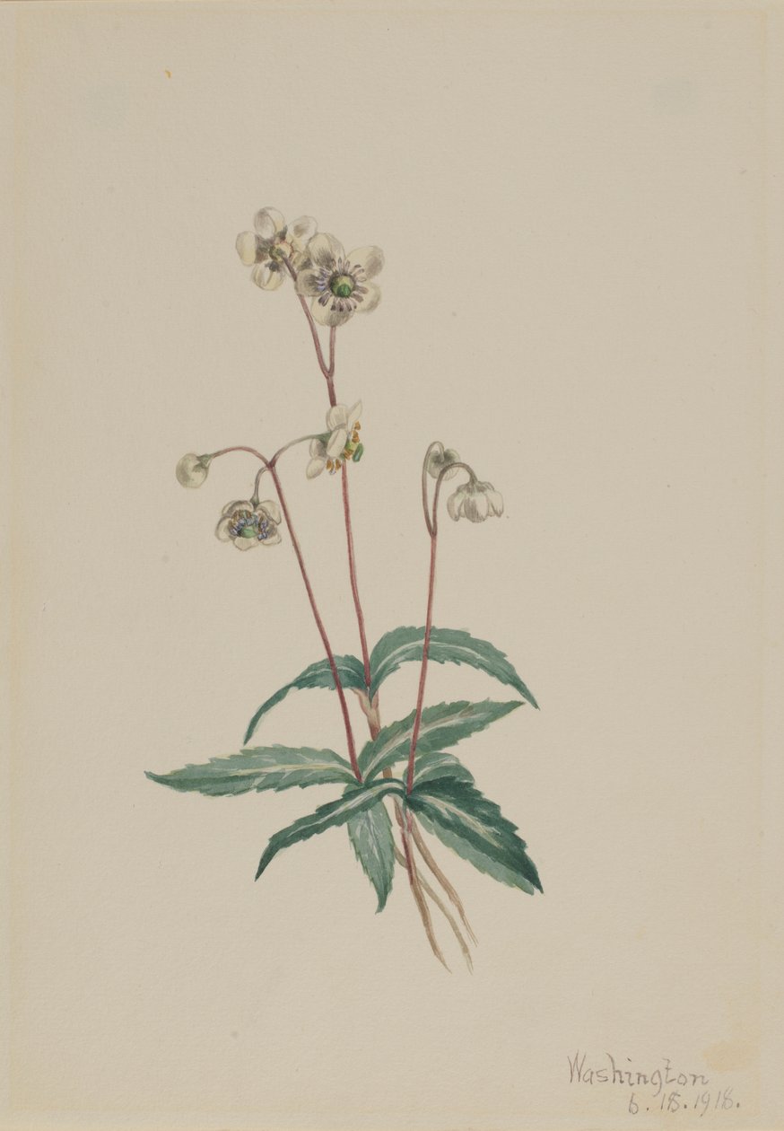  by Mary Vaux Walcott