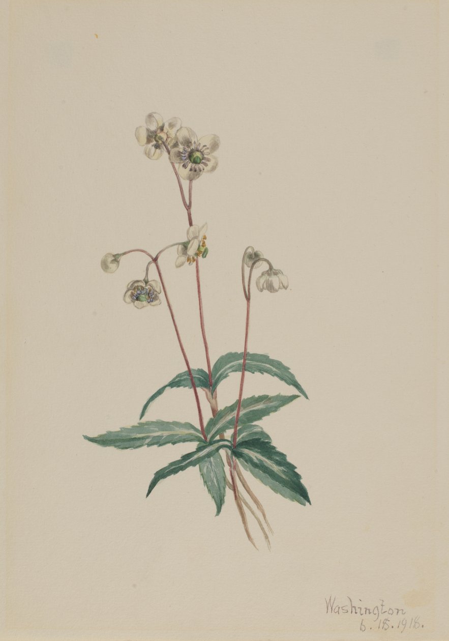 Benekli Pipsissewa Chimaphila maculata, 1918. by Mary Vaux Walcott