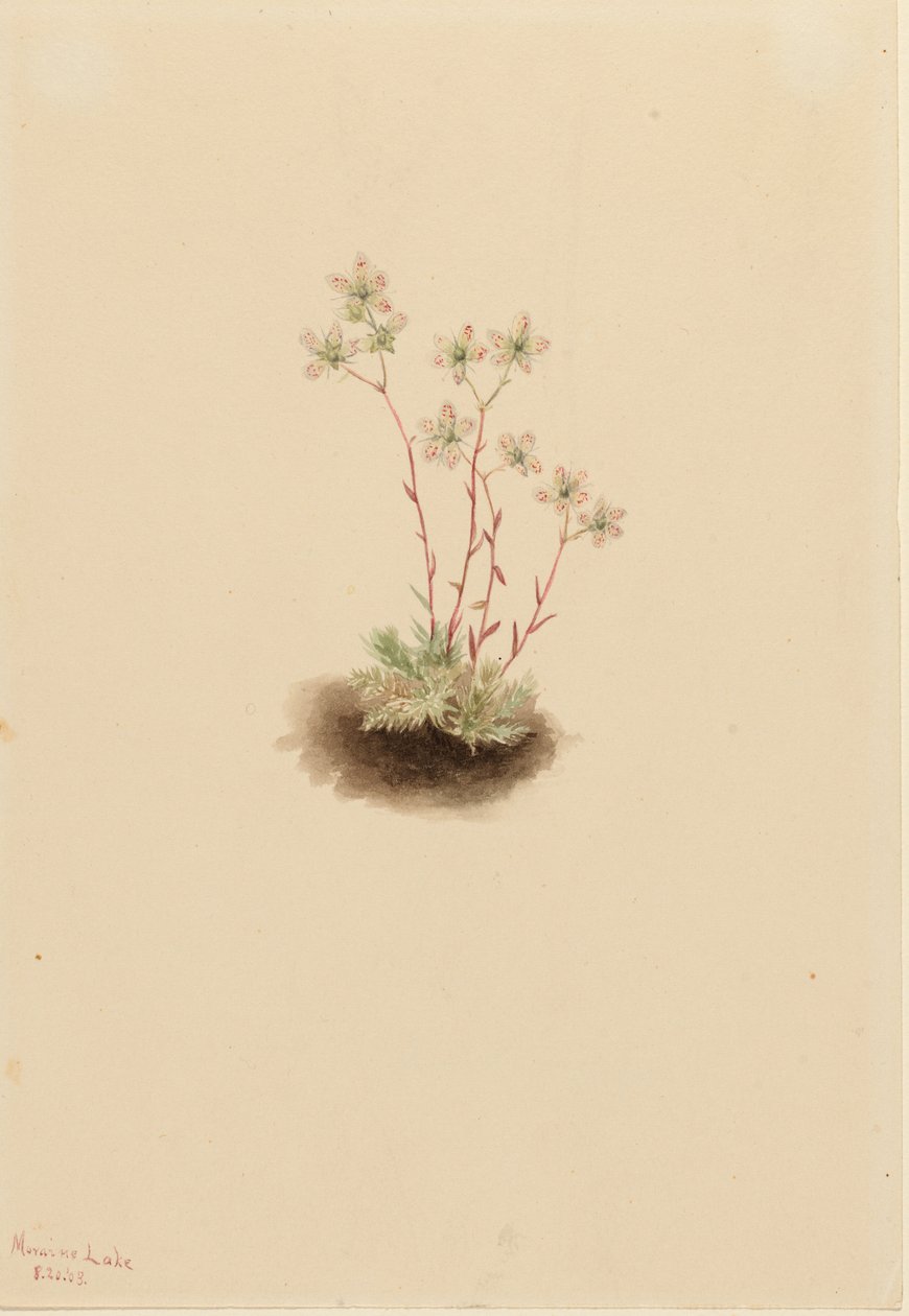  by Mary Vaux Walcott