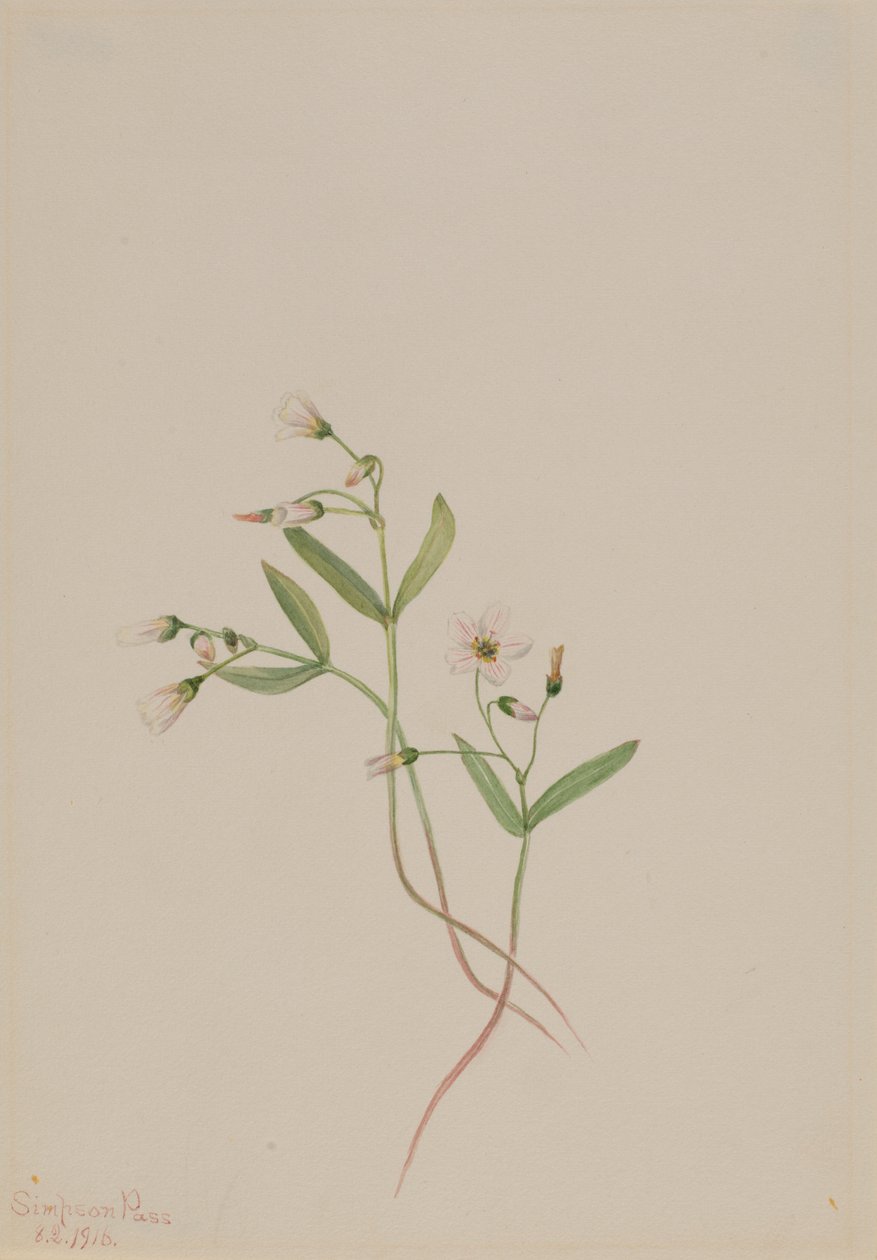  by Mary Vaux Walcott