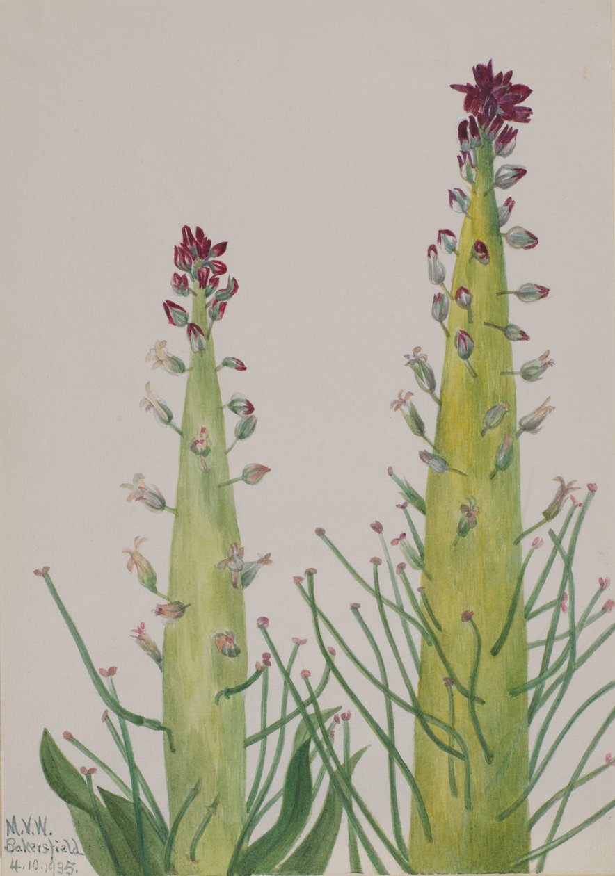 Squaw-Lahana Caulanthus inflatus, 1935 by Mary Vaux Walcott
