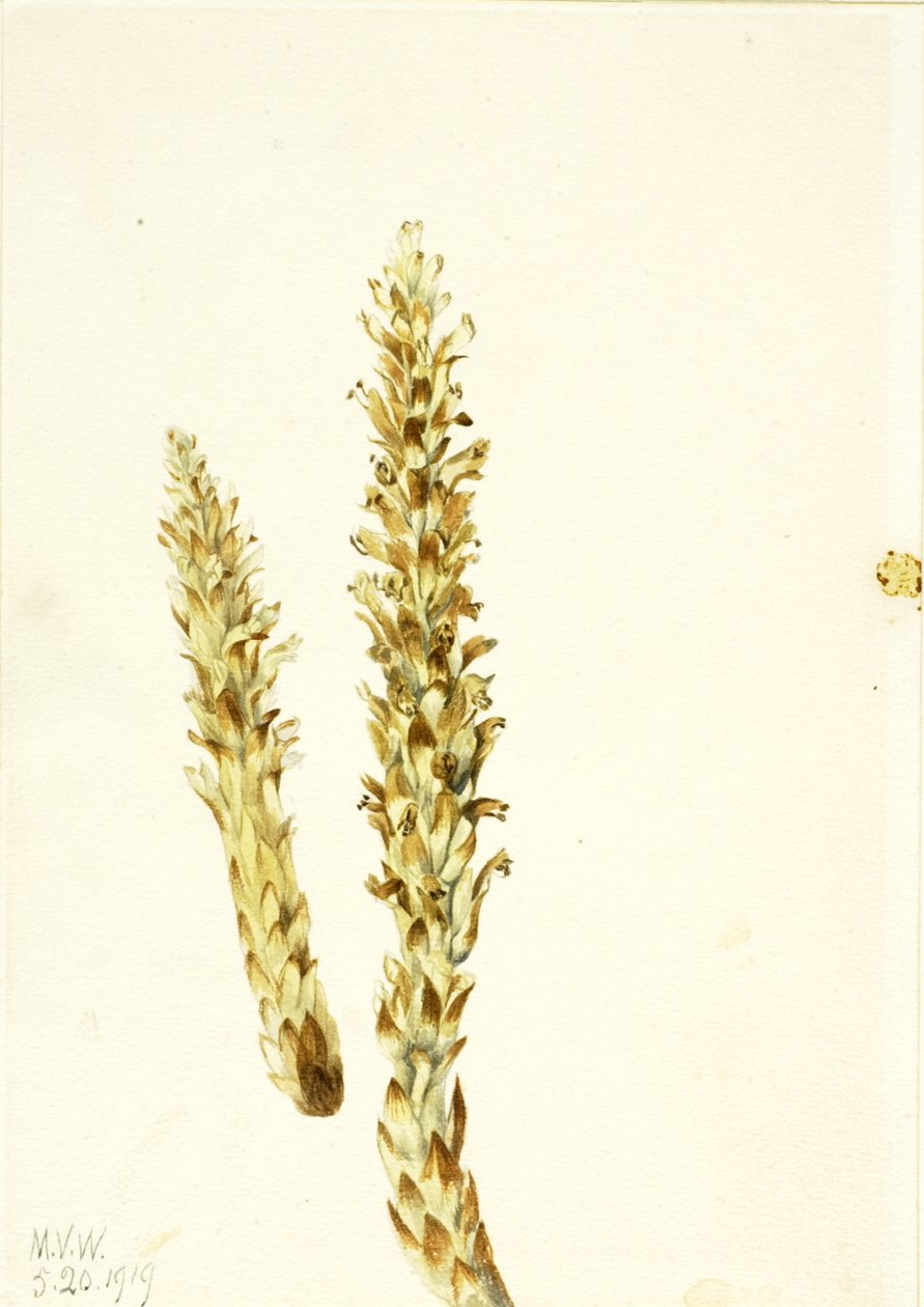 Squawroot Conopholis americana, 1919. by Mary Vaux Walcott
