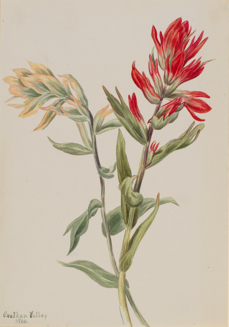 Stachys palustria, 1900. by Mary Vaux Walcott