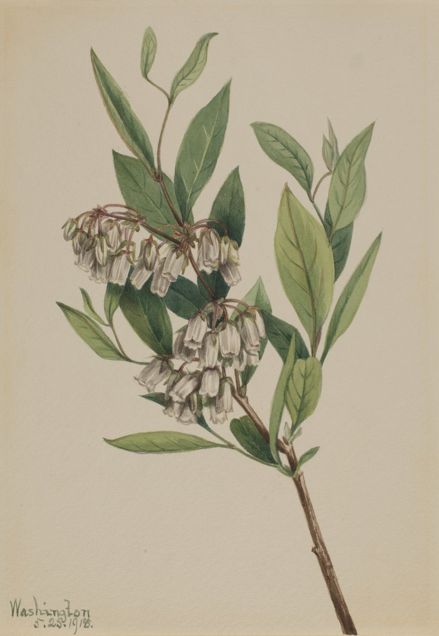 Stagger-Bush Pieris Mariana, 1918. by Mary Vaux Walcott