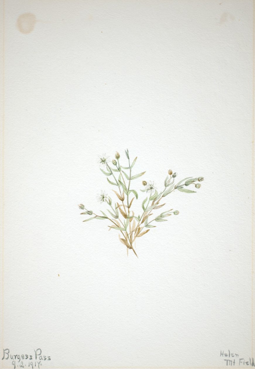  by Mary Vaux Walcott