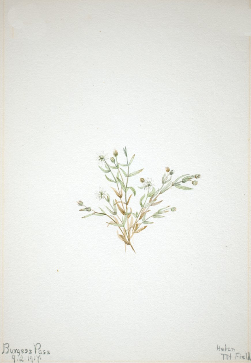 Steleria leata, 1917. by Mary Vaux Walcott