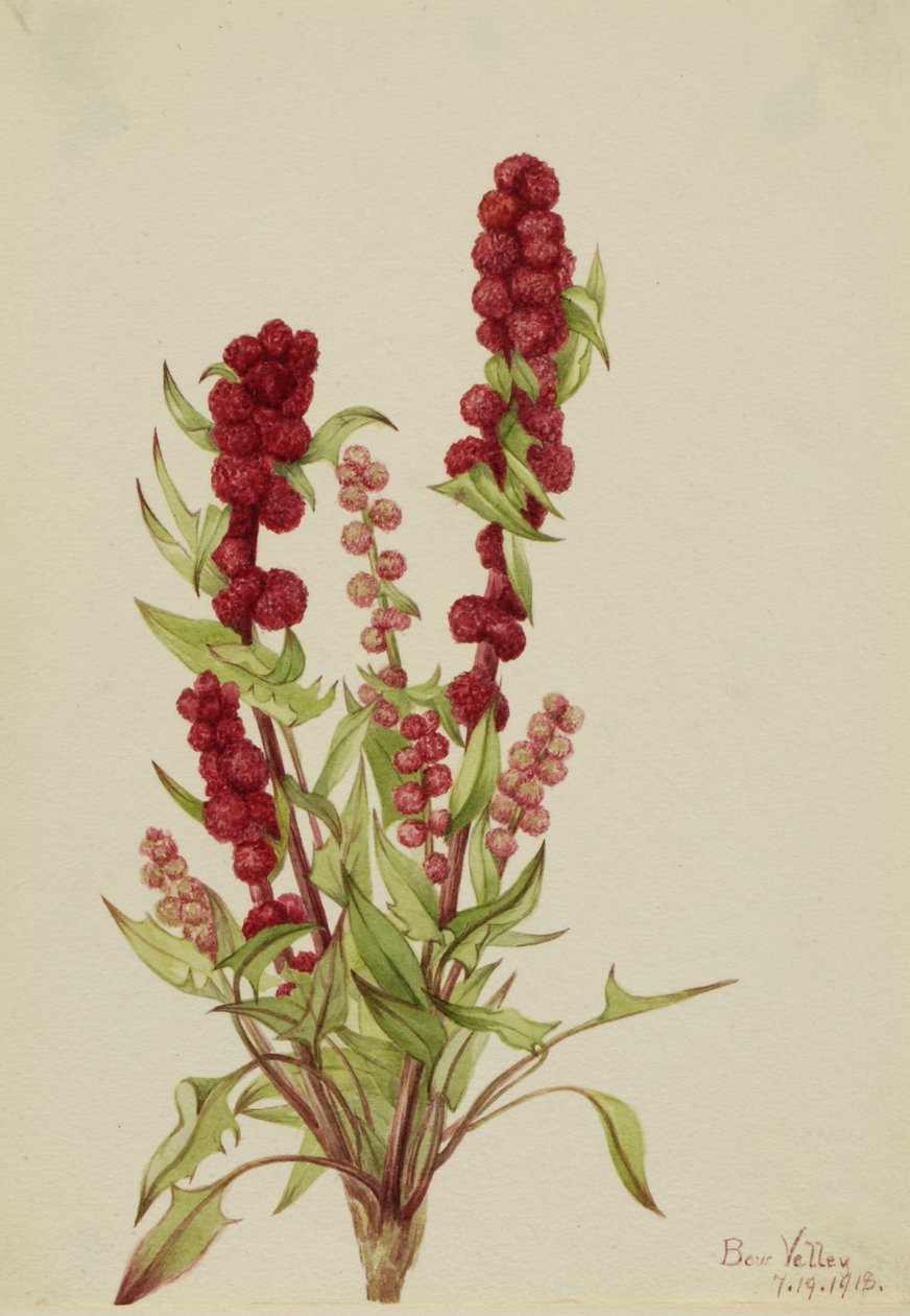  by Mary Vaux Walcott