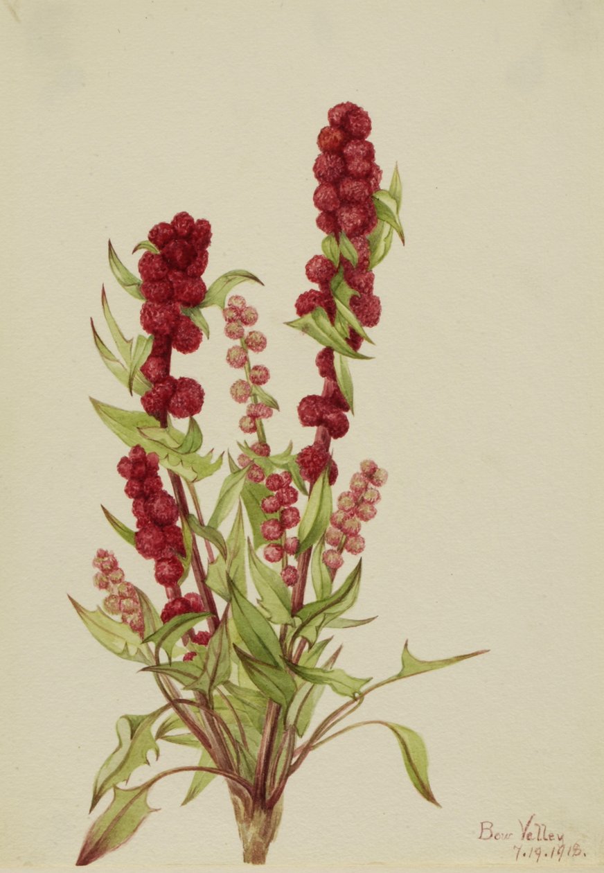 Çilek-Blite Chenopodium capitatum, 1918. by Mary Vaux Walcott