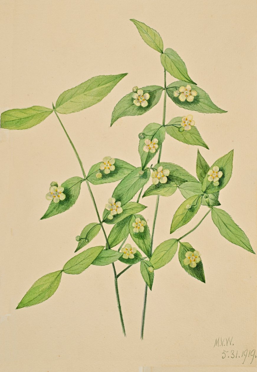 Çilek Çalı Euonymus americanus, 1919. by Mary Vaux Walcott