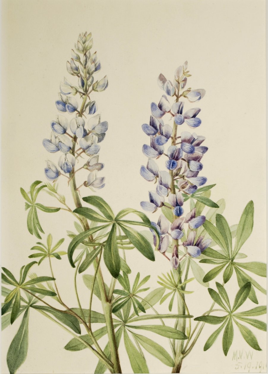  by Mary Vaux Walcott