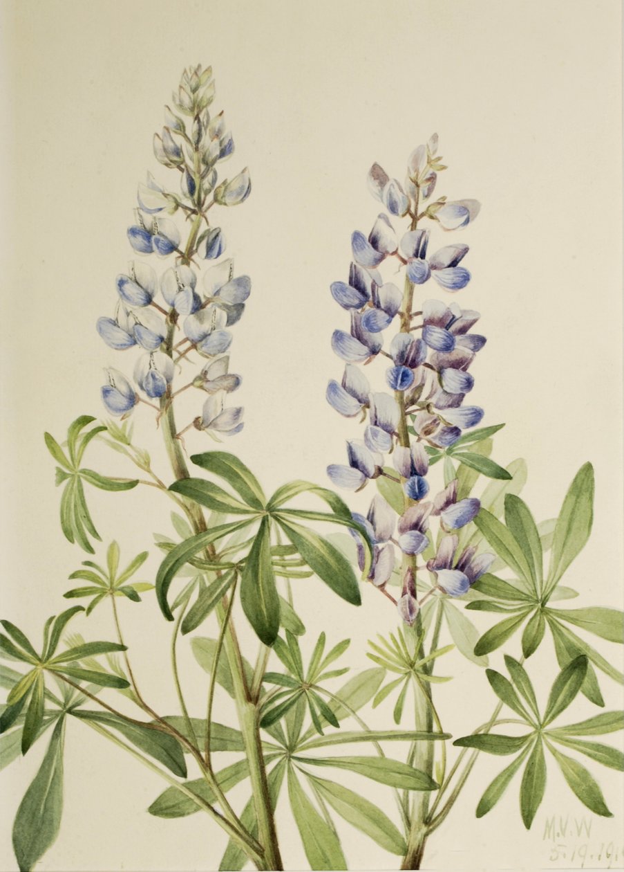 Güneş Kadranı Lupin Lupinus perennis, 1919 by Mary Vaux Walcott