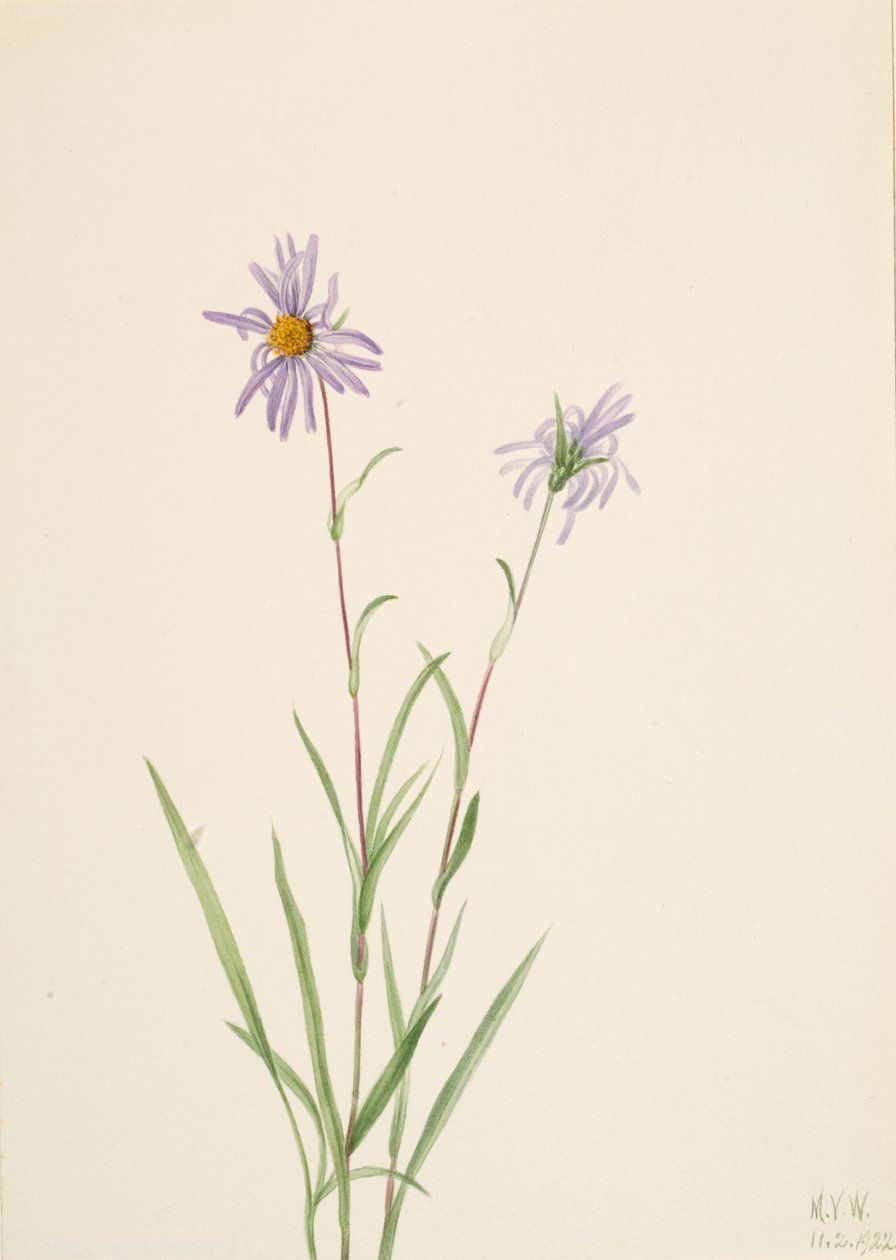 Bataklık Aster Aster paludosus, 1922. by Mary Vaux Walcott