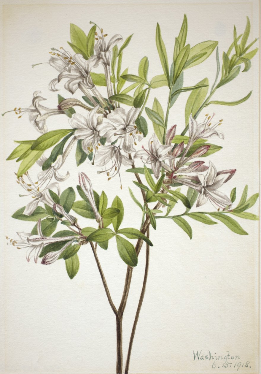  by Mary Vaux Walcott