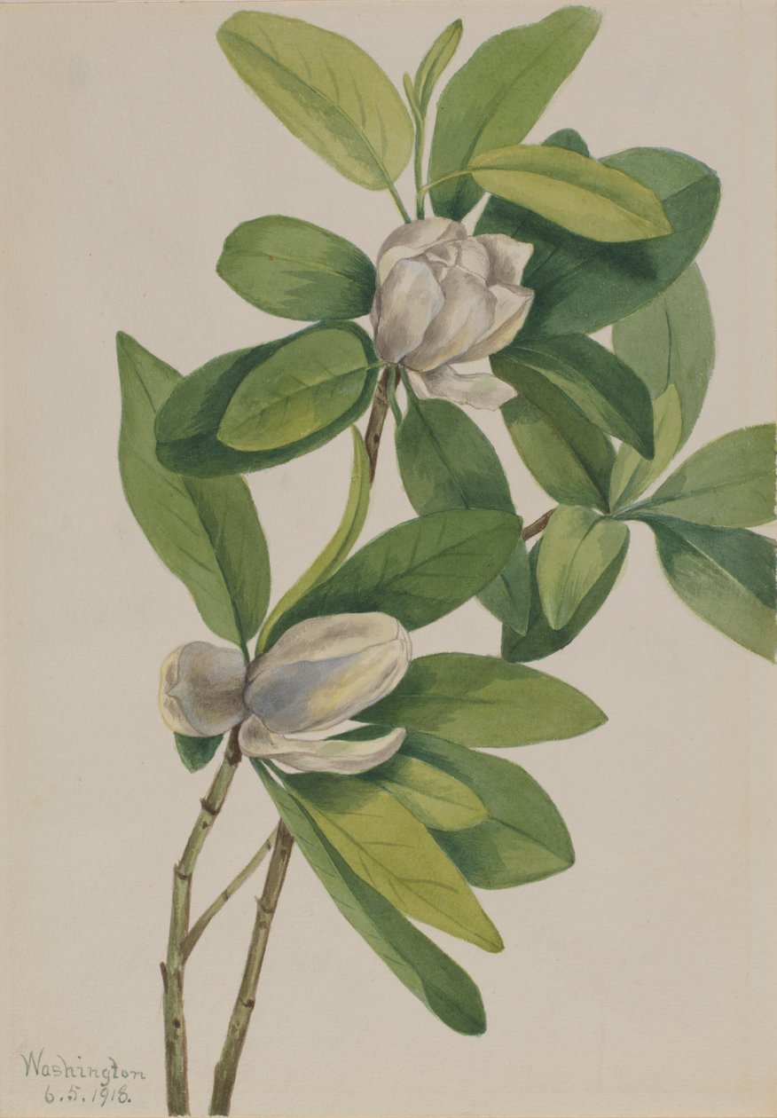  by Mary Vaux Walcott
