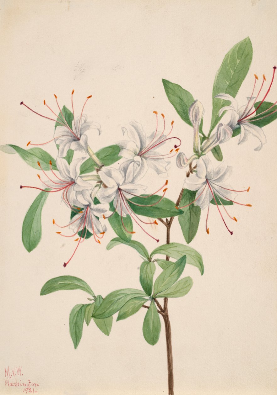 Tatlı Açelya Açelya arborescens, 1921. by Mary Vaux Walcott