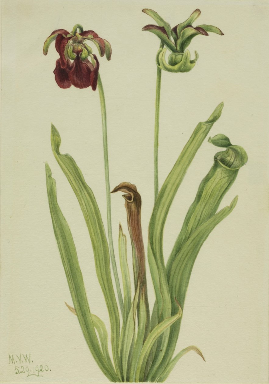 Tatlı Sürahi Bitkisi Sarracenia rubra, 1920. by Mary Vaux Walcott