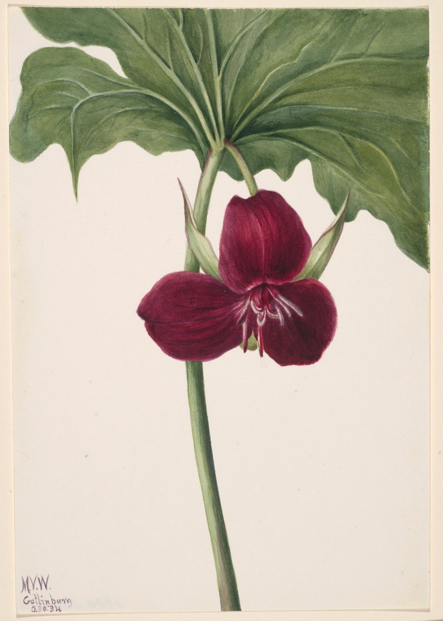  by Mary Vaux Walcott