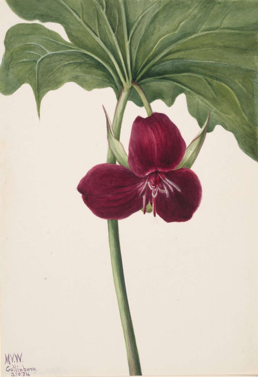 Tatlı Trillium Trillium vasyi, 1934. by Mary Vaux Walcott