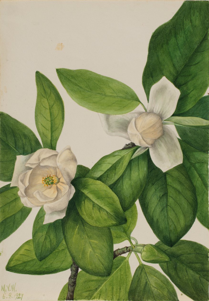  by Mary Vaux Walcott