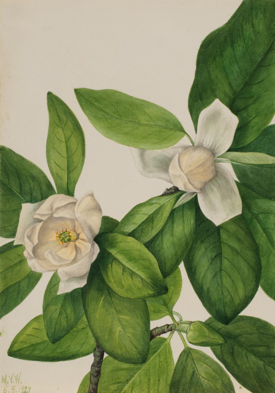 Sweetbay Manolya virginiana, 1927. by Mary Vaux Walcott