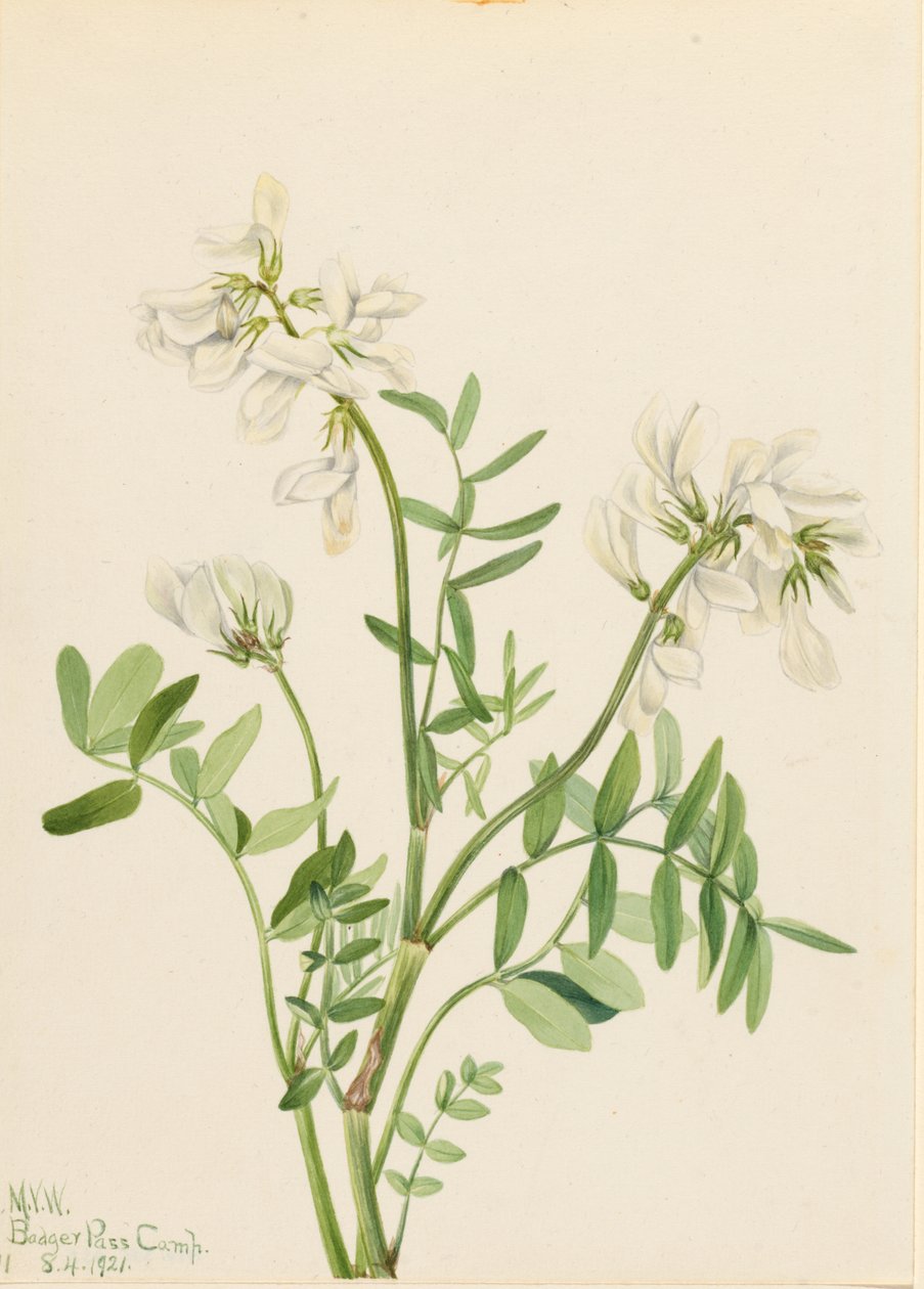  by Mary Vaux Walcott