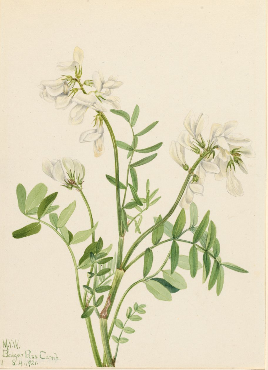 Sweetvetch Hedysarum mackenzii, 1921. by Mary Vaux Walcott