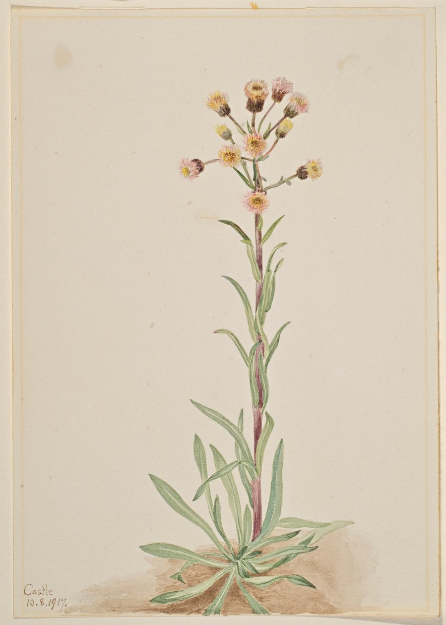  by Mary Vaux Walcott