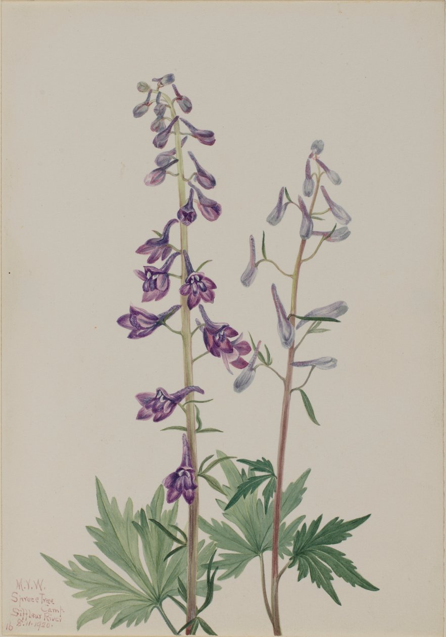  by Mary Vaux Walcott