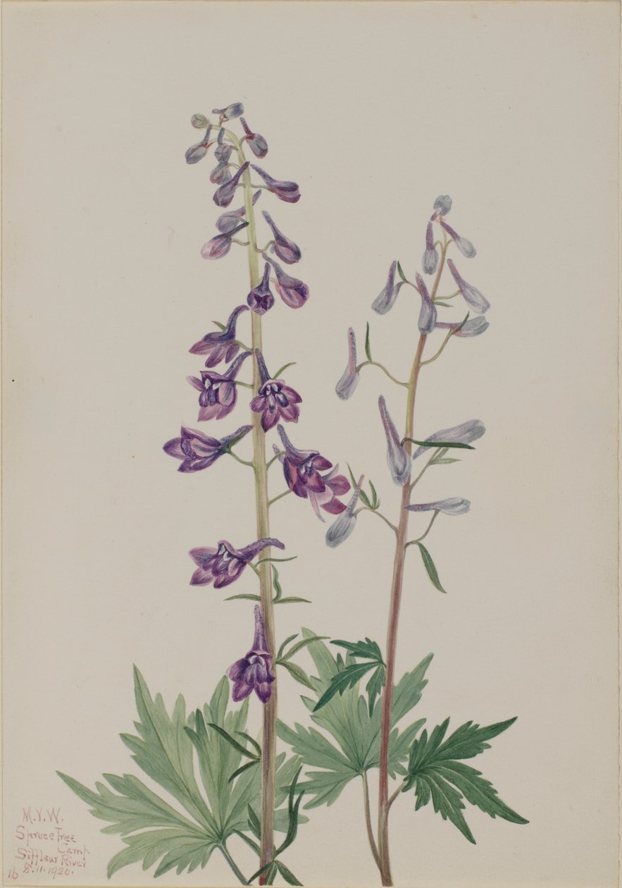 Uzun Larkspur Delphinium elongatum, 1920. by Mary Vaux Walcott