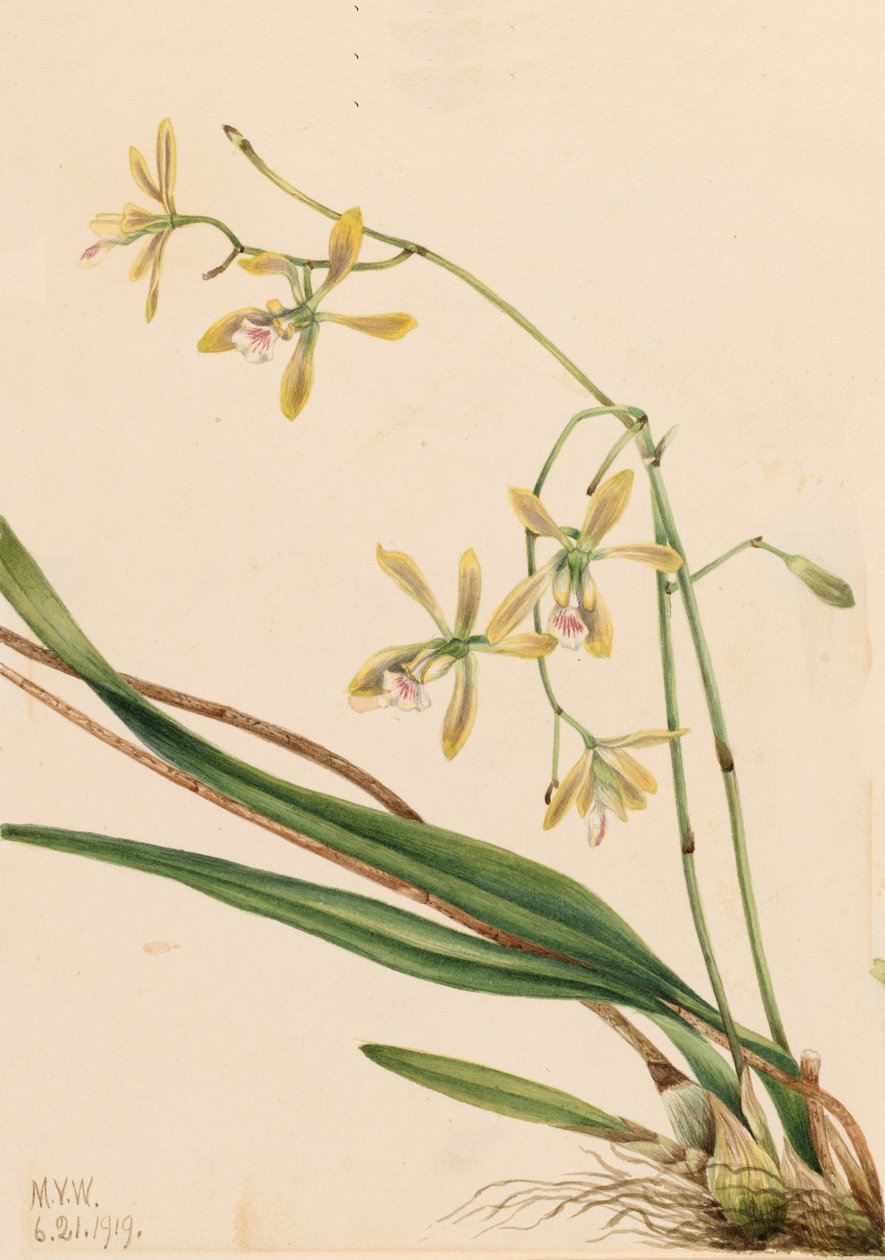 Epidendrum tampense Tampa, 1919 by Mary Vaux Walcott