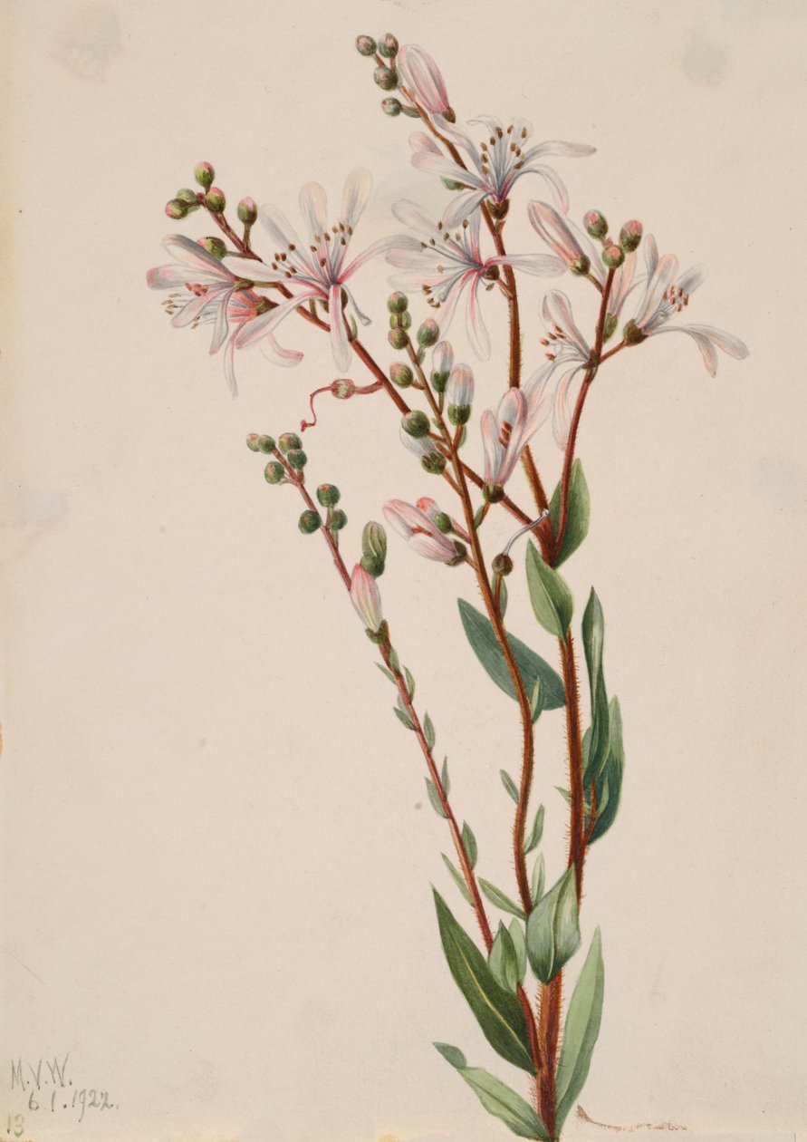 Tarflower Befaria racemosa, 1922. by Mary Vaux Walcott
