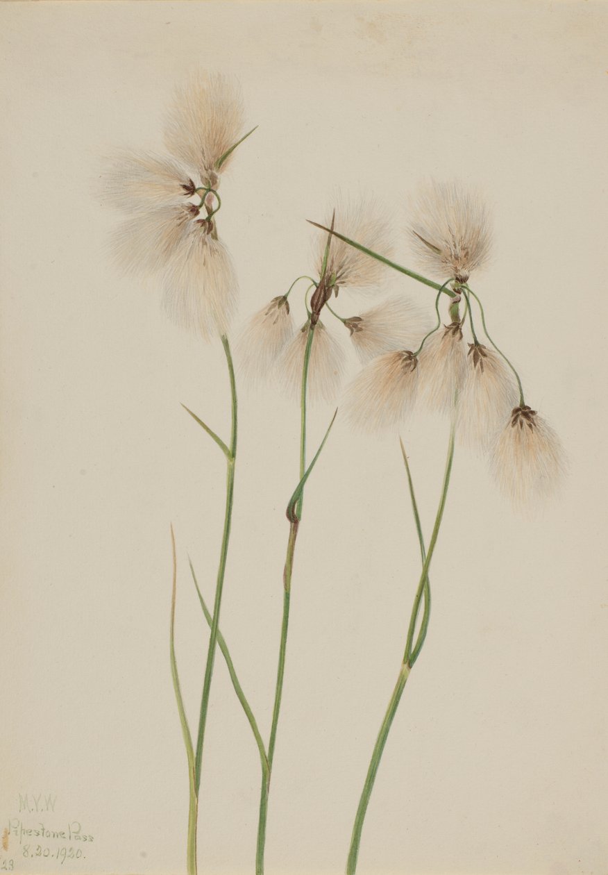  by Mary Vaux Walcott