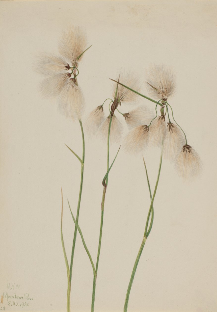 Püskül Cottongrass Eriophorum angustifolium, 1920. by Mary Vaux Walcott