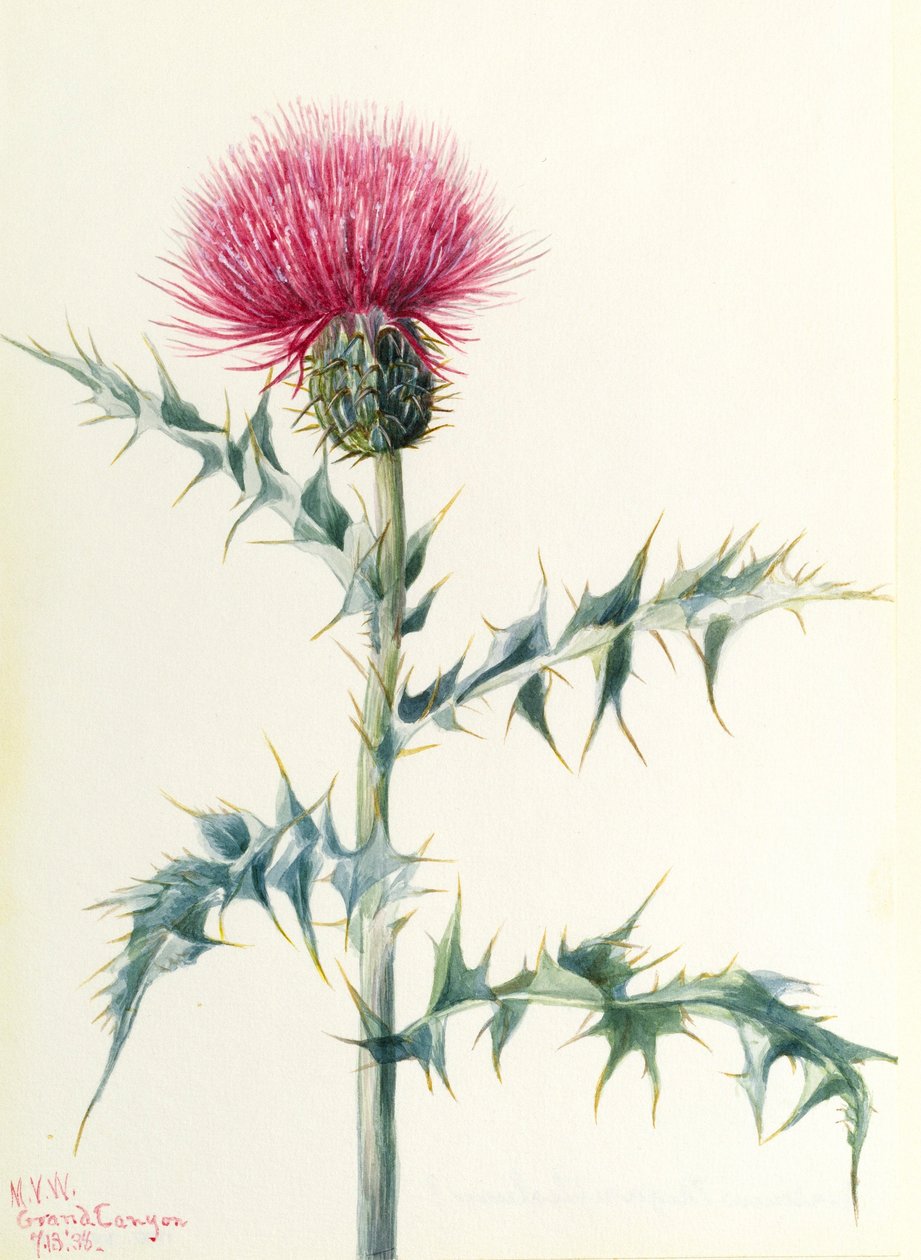  by Mary Vaux Walcott