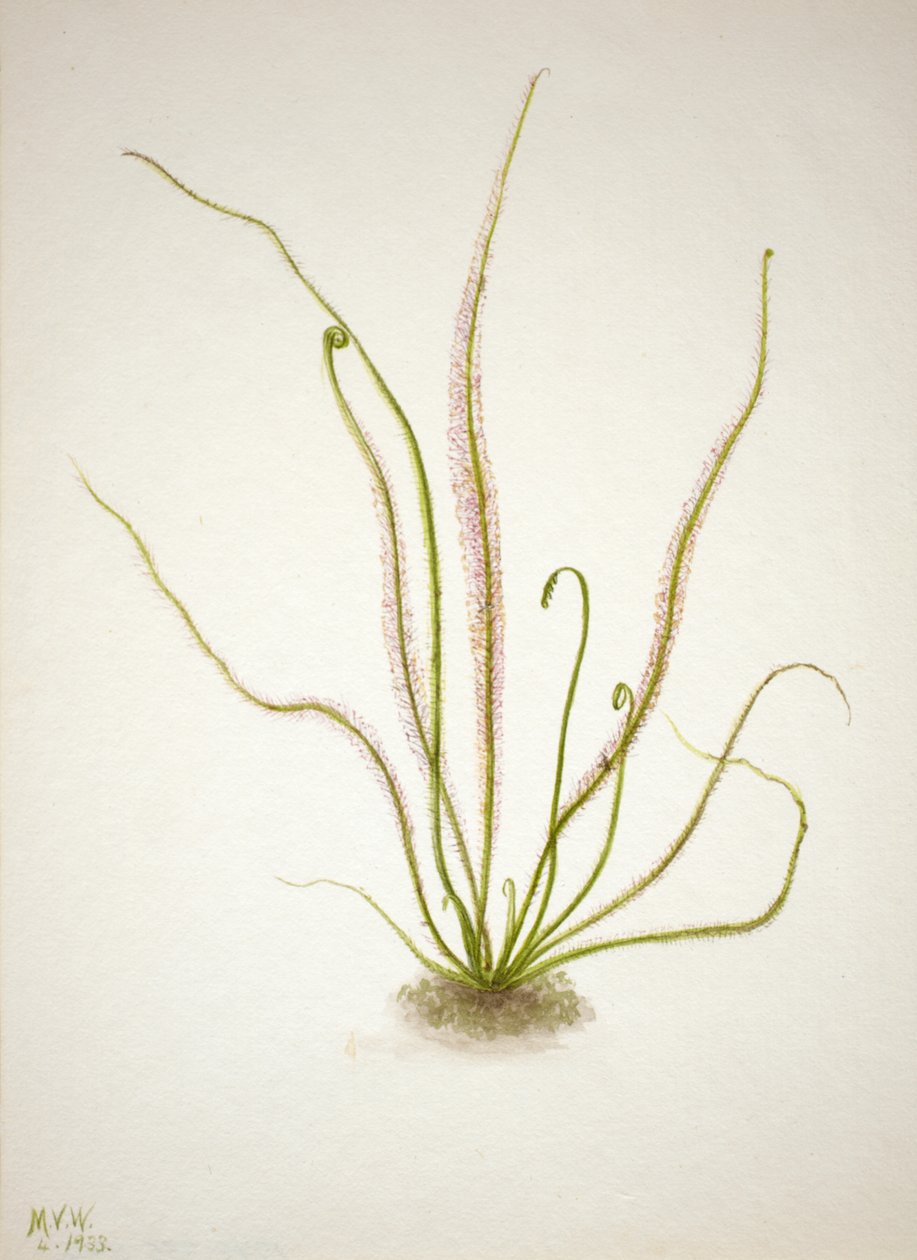 İplik Yaprak Sundew Drosera rotundifolia, 1933. by Mary Vaux Walcott