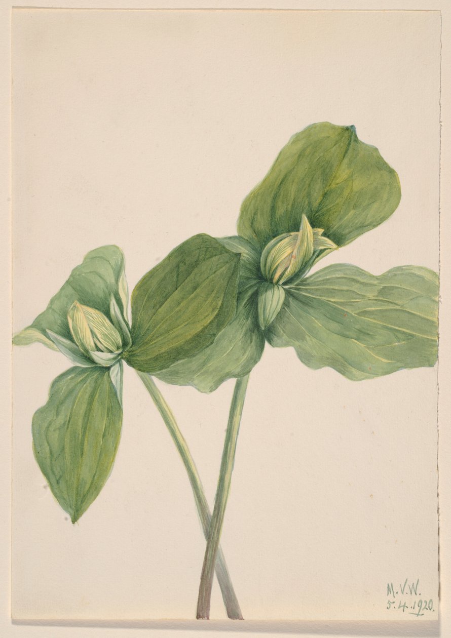  by Mary Vaux Walcott