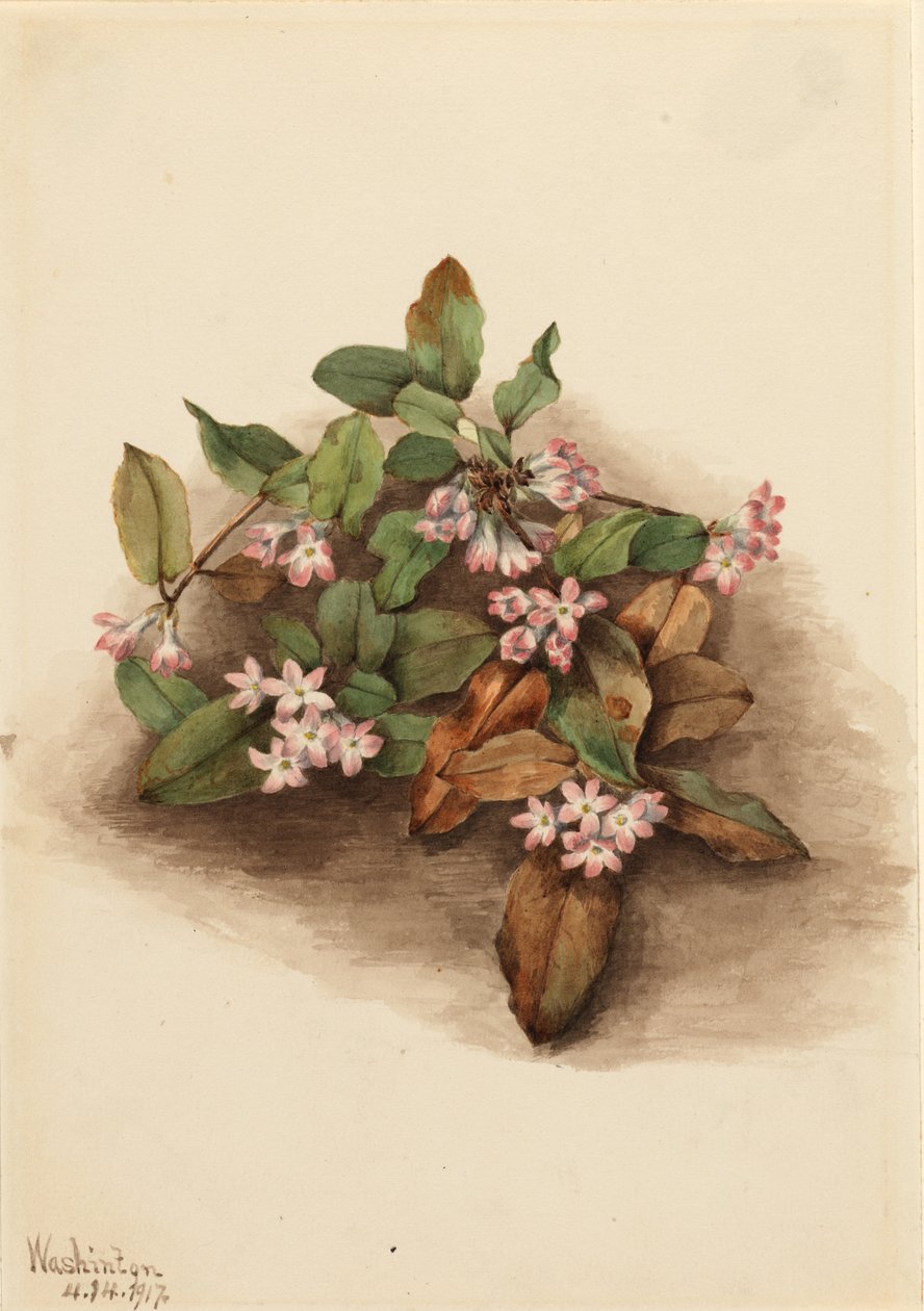  by Mary Vaux Walcott